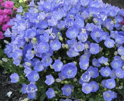 Zvonek karpatský “Blaue Clips“ 10/15 cm, v květináči P9 Carpanula carpatica
